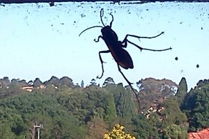 Spider wasp on the window