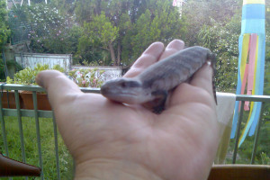 image001