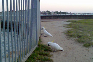 image033