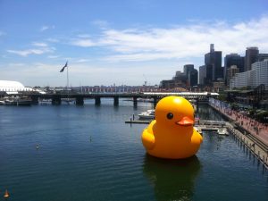 You often see interesting things in Cockle Bay