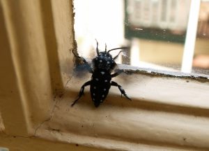 Domino Cuckoo Bee