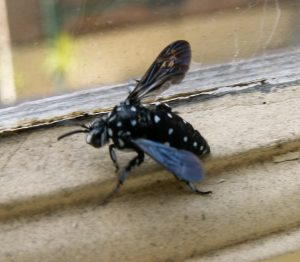 Domino cuckoo Bee